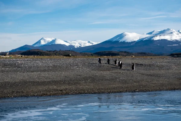 pingüinera ushuaia